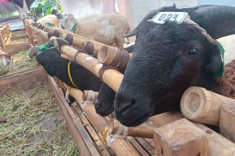 Jelang Idul Adha Penjualan Kambing di Bandung Meningkat, Live Streaming Bantu Dongkrak