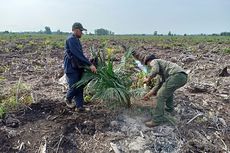 BBKSDA Musnahkan Lebih Kurang 500 Tanaman Sawit Ilegal