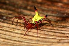 Mengapa Manusia Takut Laba-laba dan Ular? Peneliti Ungkap Asal-usulnya