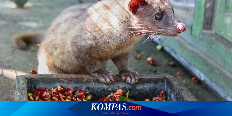 Termahal di Dunia, Ini Sejarah Kopi Luwak di Nusantara - Vimarsana News