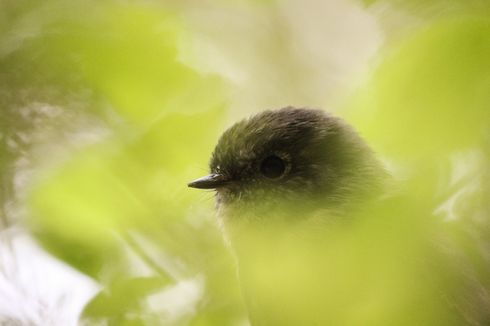 Mengenal White Bellbird, Burung dengan Suara Ternyaring di Bumi