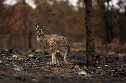 Perubahan Iklim, Australia Jadi Negara Terpanas dan Terkering 2019
