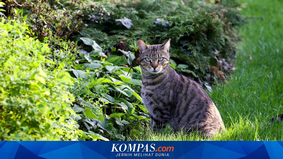 Pemprov DKI Targetkan Sterilisasi 22.000 Kucing pada 2026 untuk Kendalikan Populasi Liar