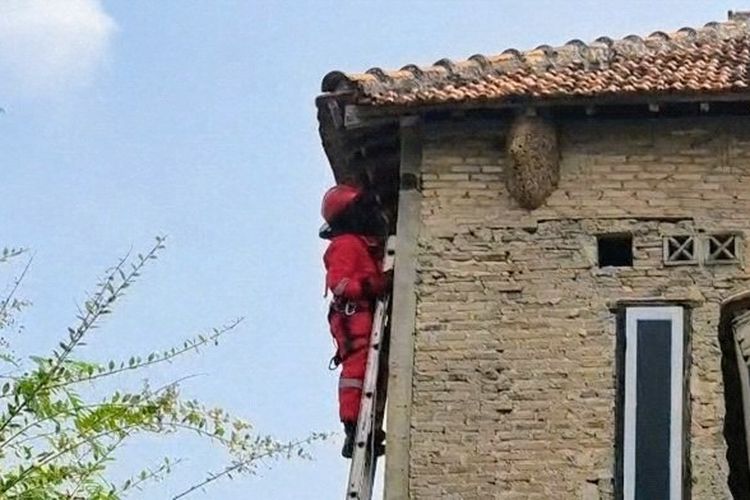 Rumah Anda Sering Dijadikan Sarang Tawon? Bisa Jadi Ini Penyebabnya