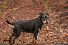 8 Ras Anjing yang Pintar Mengejar dan Menangkap Tikus