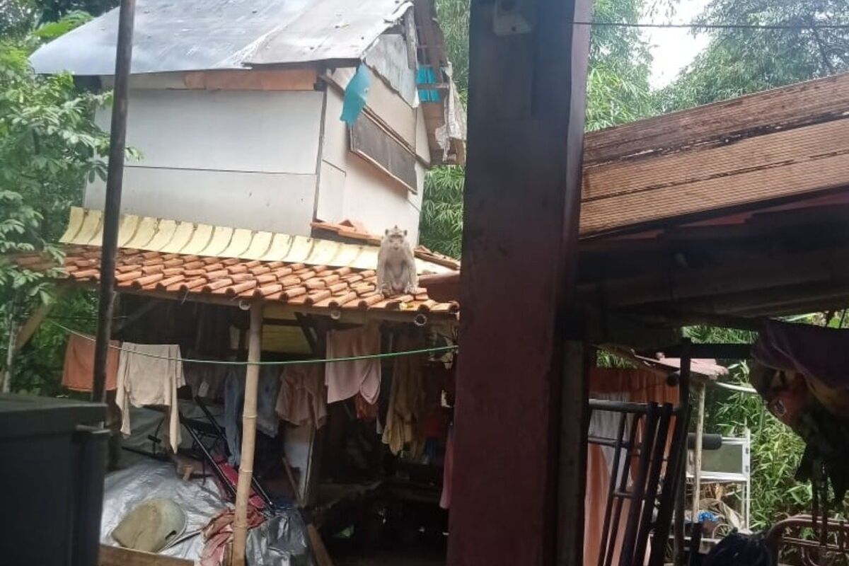 Seekor monyet liar terlihat berada di atas genteng rumah warga di Kampung Bojong, RT 03 RW 08, Kelurahan Pamoyanan, Kecamatan Bogor Selatan, Kota Bogor, Jumat (21/2/2020).