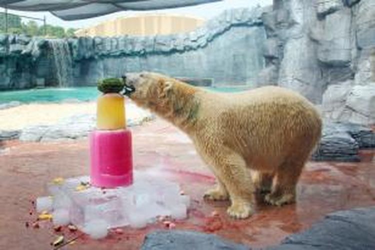 Inuka, beruang kutub pertama yang lahir di daerah tropis. Ia berada di Kebun Binatang Singapura