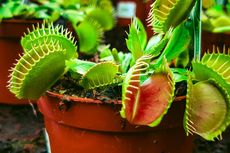 Mengenal Venus Flytrap, Tumbuhan yang Makan Daging