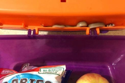 Ular Berbisa Australia Ditemukan Bersembunyi di Kotak Makan Anak