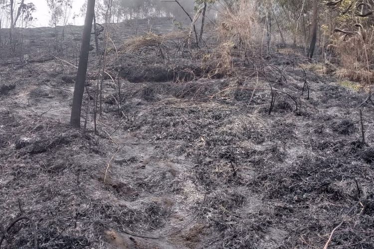 DOK BPBD WONOSOBO: kebakaran yang menghanguskan 240 hektar lahan di Gunung Sumbing padam pada Minggu (3/9/2023). 