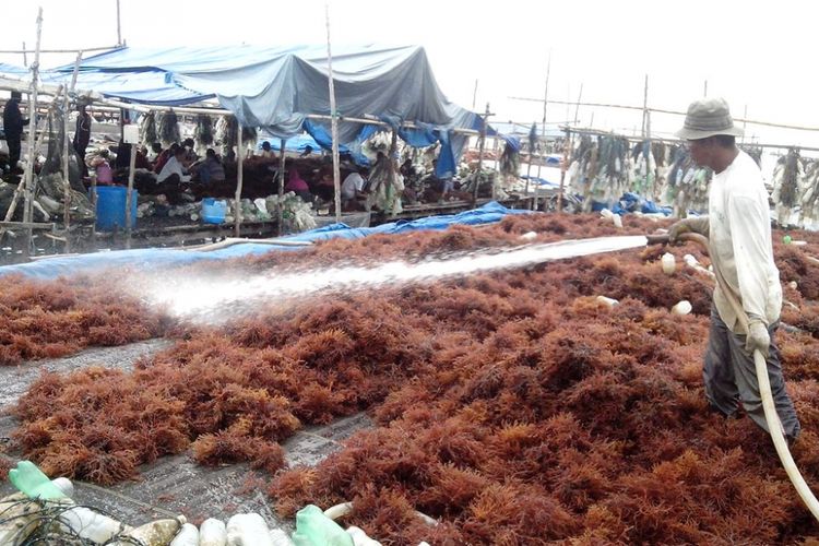 Dinas Perikanan Kabupaten Nunukan mengembangkan budidaya rumput laut di ratusan hektar tambak warga yang terbengkalai. Tingginya biaya budidaya ikan dan udang membuat warga menelantarkan tambak mereka.