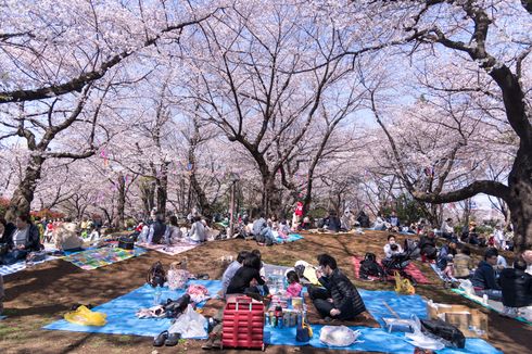 Tradisi Hanami Jepang: Melihat Bunga Mekar Sambil Menggelar Tikar