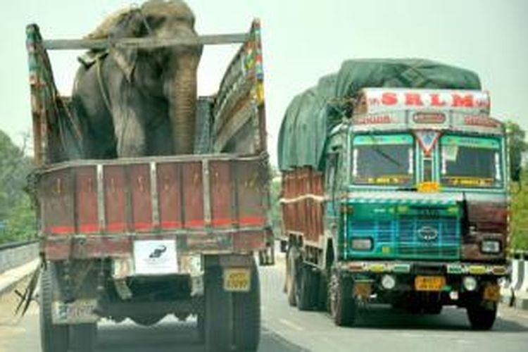 Raju saat diangkut truk menuju pusat konservasi gajah di Mathura, India. Selama 50 tahun gajah ini mengalami penderitaan dirantai dan disiksa para pemiliknya.