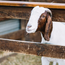 Penjualan Kambing di Pasar Gondanglegi Malang Naik Jelang Idul Adha 2026, Harga Ikut Terkerek