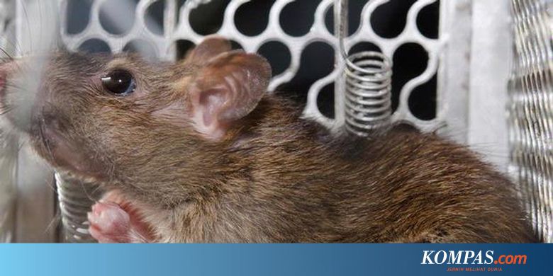 Mengusir Tikus Si Omnivora Yang Oportunis Halaman All Kompas Com