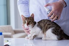 5 Penyebab Kucing Rumahan Terkena Kutu dan Cara Membasminya