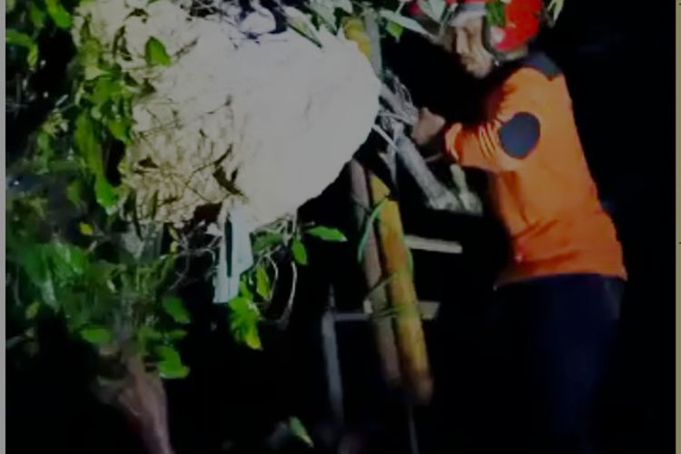 Sarang tawon ndas berdiameter 1 meter berhasil dievakuasi oleh relawan RAPI di Kabupaten Ngawi.  2 bulan terakhir BPBD Kabupaten Ngawi telah mengevakuasi setidaknya 100 sarnag tawon ndas.