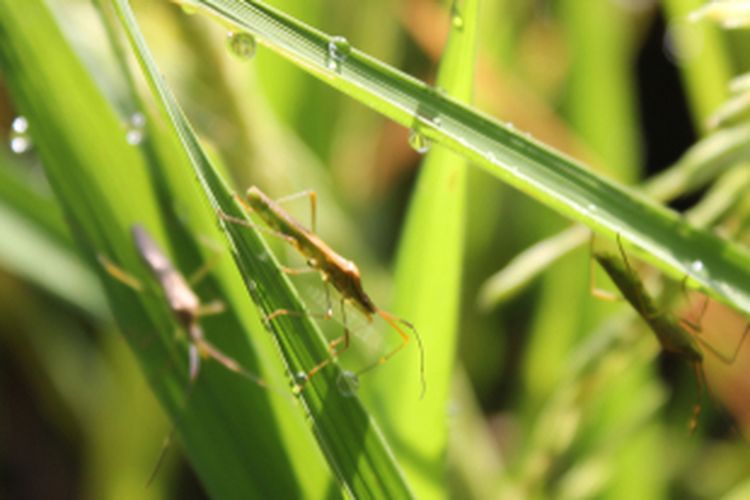 Ilustrasi padi yang terserang wereng