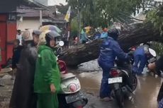 Pohon Trembesi Tumbang, Jalur Utama di Selatan Banyuwangi Tertutup