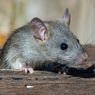 7 Cara Alami Mengusir Tikus di Rumah Tanpa Racun