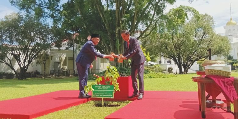 Indonesia's President Joko Widodo (right) and Malaysia's Prime Minister Anwar Ibrahim (left) plant 
Merawan Tree or Hopea odorata at the Bogor Presidential Palace near Jakarta during the latter's state visit to Indonesia on January 9, 2023.