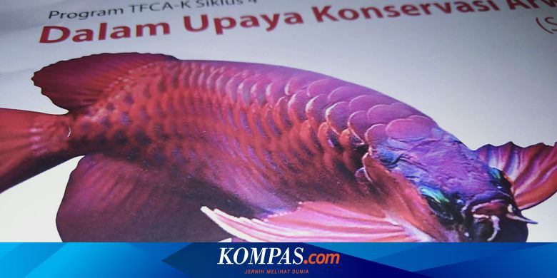 Daftar Harga Ikan Arwana Berbagai Jenis, Mana Paling Mahal? Halaman all -  Kompas.com