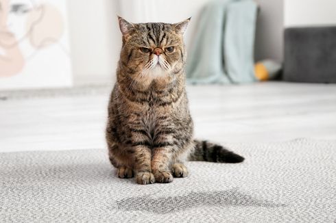 Bisakah Gigitan Kucing Menyebabkan Rabies?
