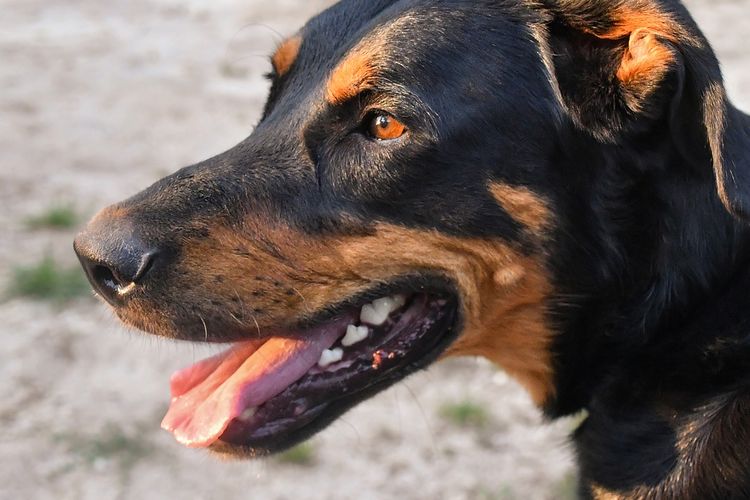 Ilustrasi ras anjing Beauceron. 