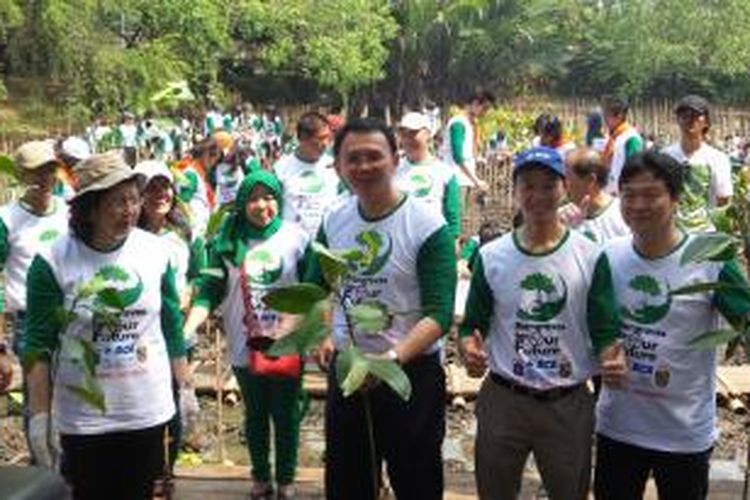 Pelaksana Tugas (Plt) Gubernur DKI Jakarta Basuki Tjahaja Purnama saat memimpin kegiatan penanaman 55.000 pohon mangrove dalam acara 