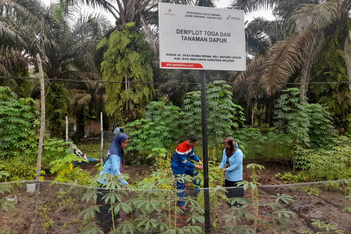 Warga Suku Anak Dalam di Desa Muara Medak, Jambi, menanam pinang, nanas dan jelutung di lahan gambut bekas kebakaran untuk merawat lahan-lahan tidur pascakebakaran agar kembali hijau serta meningkatkan perekonomian, dibantu Pertamina Hulu Energi (PHE) Jambi Merang. 
