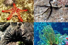 Filum Echinodermata: Karaktersitik dan Klasifikasinya