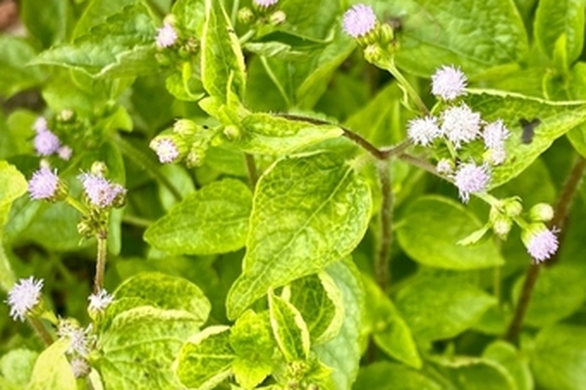 Tanaman babadotan yang dapat digunakan sebagai pestisida nabati