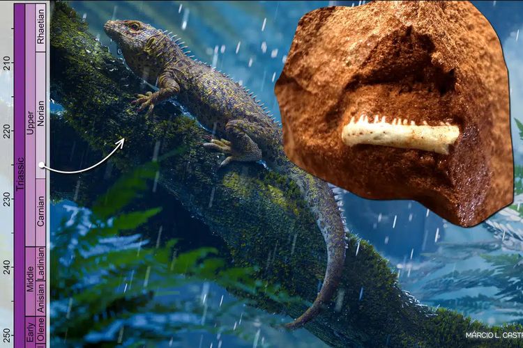 Fosil Reptil Sekecil Kuku Ungkap Rahasia Berusia 225 Juta Tahun