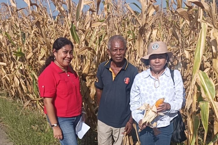 Penangkar Benih Jagung di Sikka Dihentikan Sepihak, Ini Penjelasan Pemprov NTT