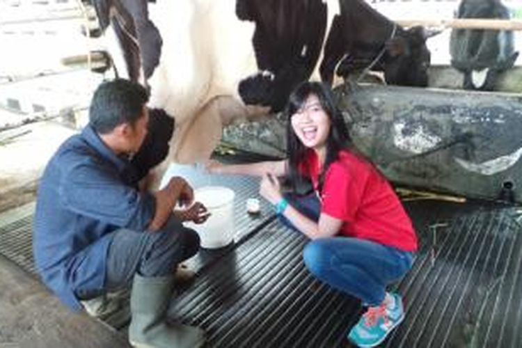 Hana JKT48 sedang memerah susu sapi dalam acara OFC JKT48 di Cimory Mountain View, Bogor, Jawa Barat, Sabtu (4/7/2015).