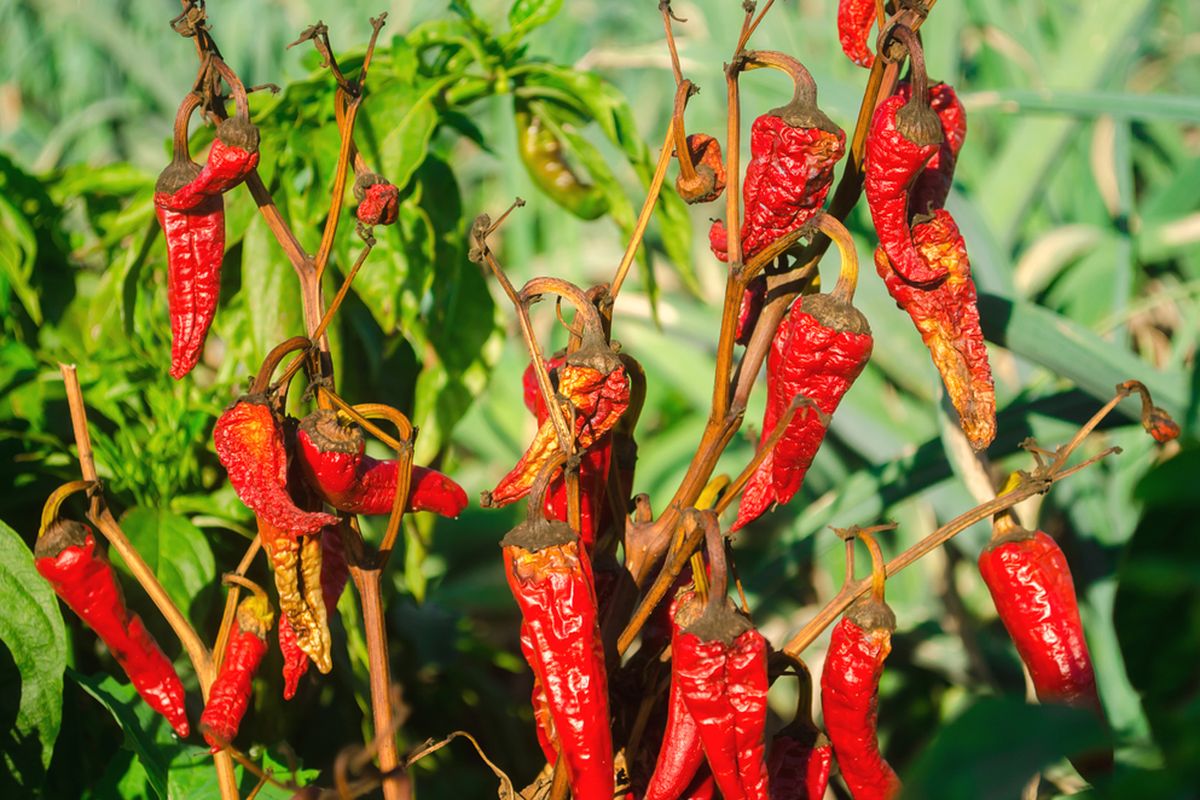 Ilustrasi tanaman cabai yang terserang hawar Phytophthora.