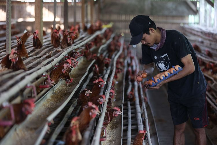Peternak memanen telur ayam di peternakan di kawasan Cibinong, Kabupaten Bogor, Selasa (23/8/2022). Dalam dua pekan ini harga telur terus mengalami kenaikan harga. Ditingkat peternak harga telur dijual Rp 28.500 per kilogram. Sedangkan di pedagang harga telur mencapai Rp 31.000 per kilogram.
