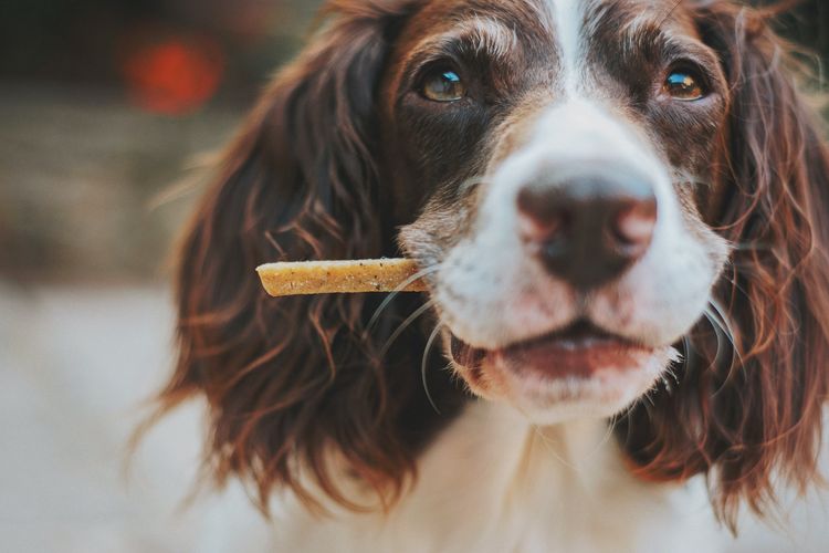 Biskuit anjing bisa digunakan untuk membersihkan plak gigi
