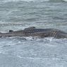 Bangkai Hiu Seberat 2 Ton Terdampar di Pantai Bunton Cilacap