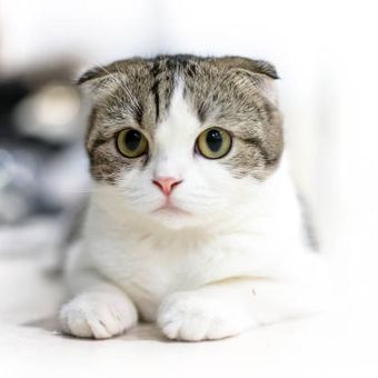 ilustrasi ras kucing Scottish fold.