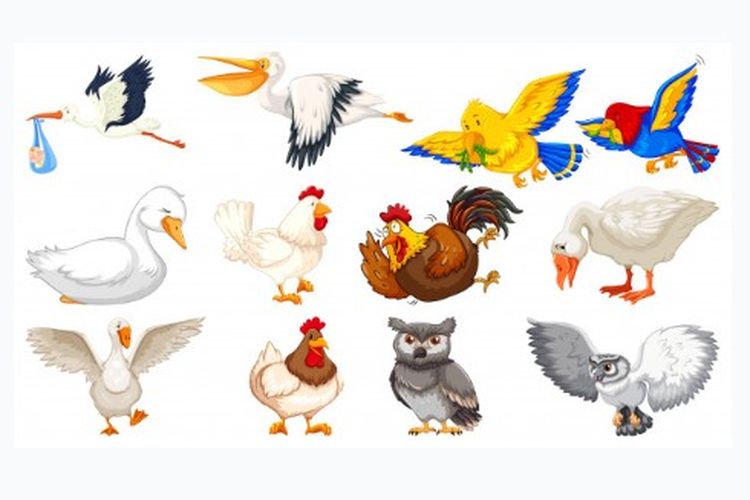 50 Gambar Ayam Kucing Bebek Cicak Burung Terbaik
