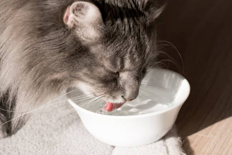 ilustrasi kucing minum