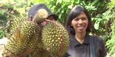 Menanti Lezatnya Durian Runtuh di Trenggalek