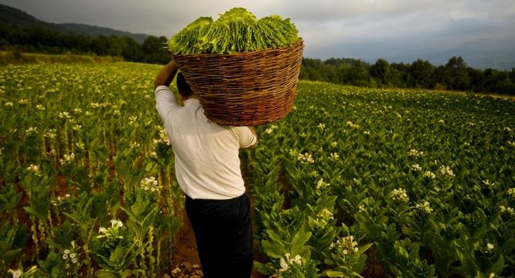 Tembakau: Dari Ancaman Kesehatan Menjadi Harapan dalam Dunia Medis