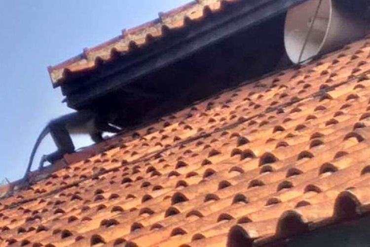 Tiga Ekor Surili Berkeliaran Di Perkampungan Sembunyi Di Kubah