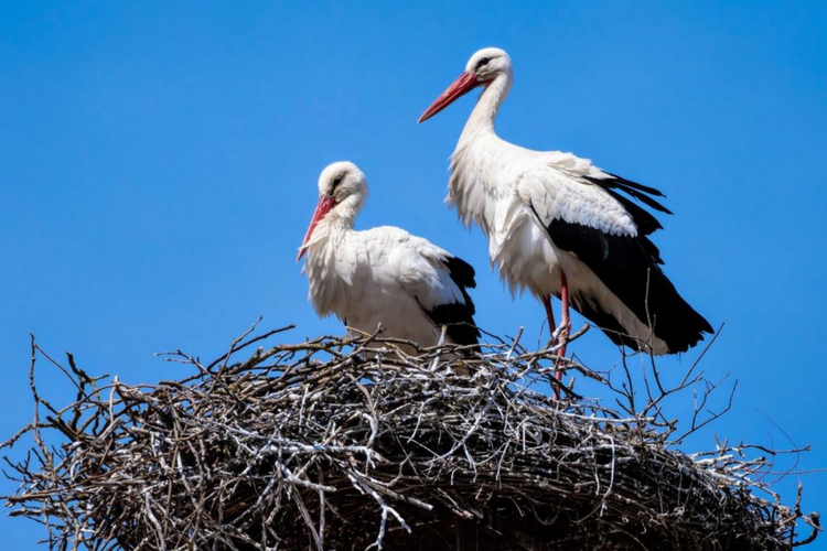 568 Sarang Diteliti dan Terkuaklah, Banyak Anak Burung Mati Tercekik Plastik