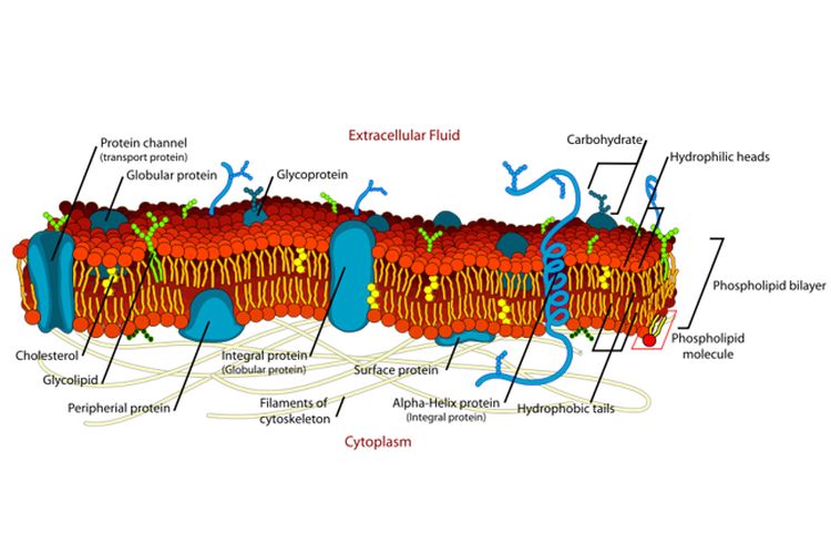 Protein membran