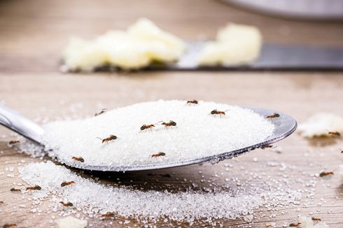 5 Cara Membasmi Semut dari Dapur, Dijamin Enggak Muncul Lagi