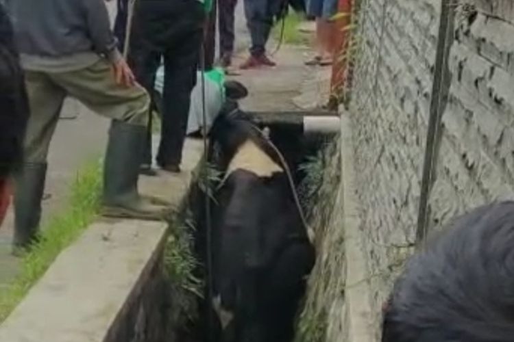 Sapi di Lembang, Bandung Barat terjebak di selokan.