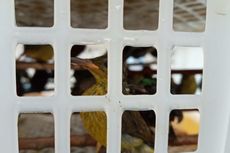 Ratusan Burung Pengisap Madu Ini Diselundupkan